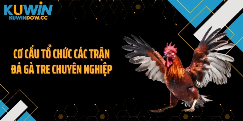 Cơ cấu tổ chức các trận đá gà tre chuyên nghiệp
