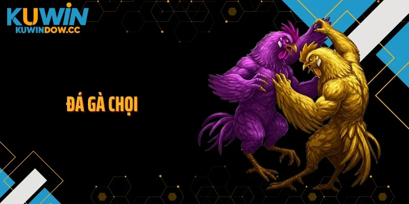 Đá Gà Chọi - Sức Hút Bền Bỉ Từ Truyền Thống Đến KUWIN