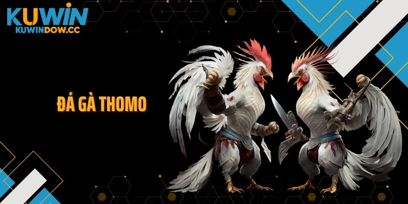 Đá Gà Thomo KUWIN Bùng Nổ Với Trường Đấu Đỉnh Cao