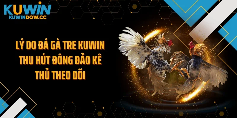 Lý do đá gà tre KUWIN thu hút đông đảo kê thủ theo dõi