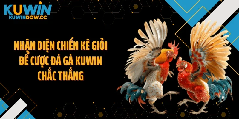Nhận diện chiến kê giỏi để cược đá gà KUWIN chắc thắng