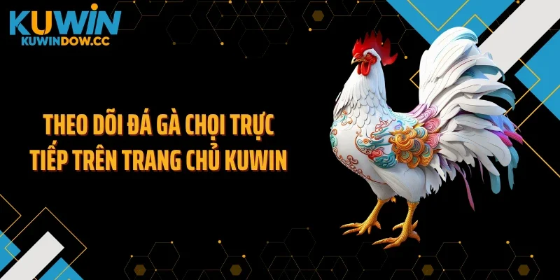 Theo dõi đá gà chọi trực tiếp trên trang chủ KUWIN